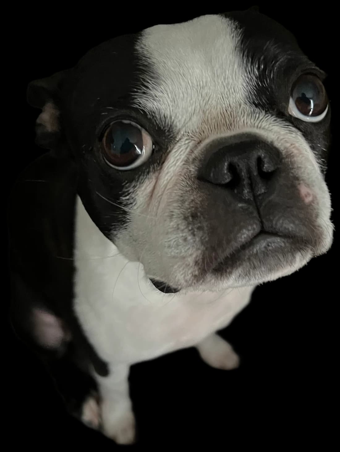 Oswald, a black and white Boston Terrier, looking up at the camera